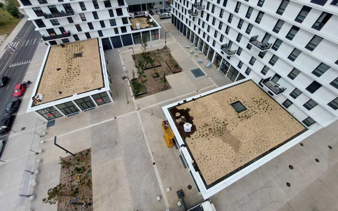 Plantation de Toitures Terrasses au Havre