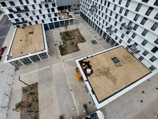 Plantation de Toitures Terrasses au Havre