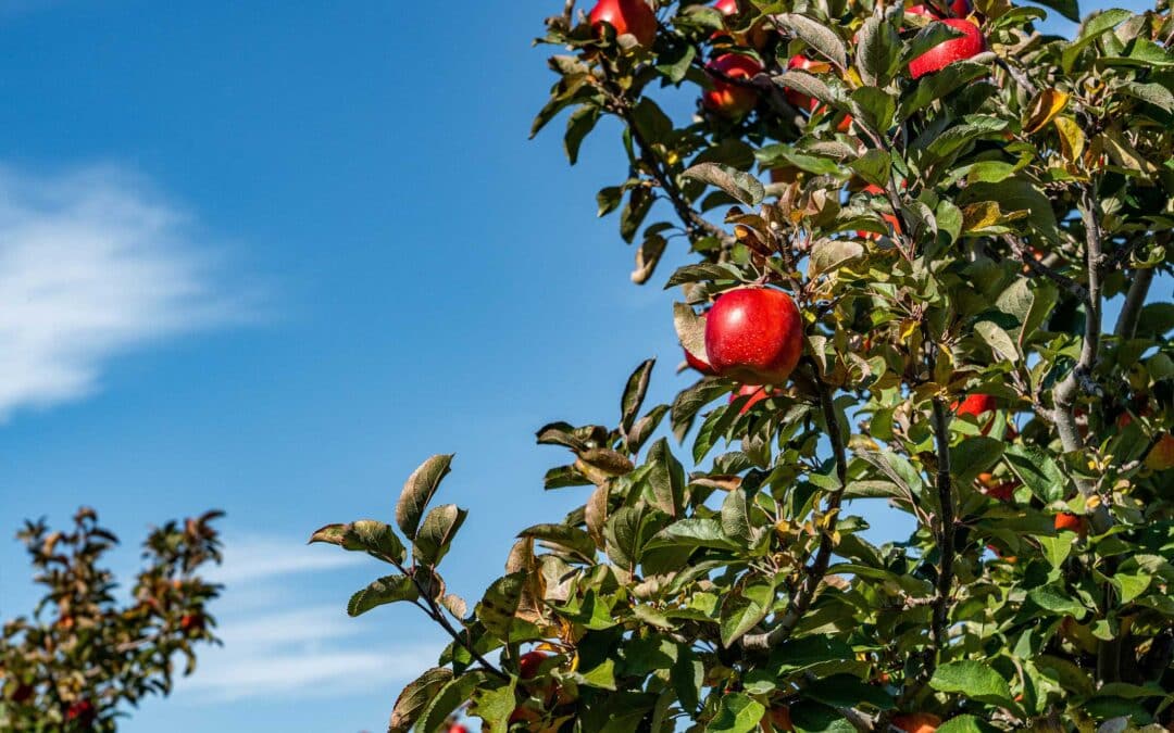 Photo d'un verger normand avec des pommiers et des poiriers, illustrant les variétés de fruitiers cultivées en région.