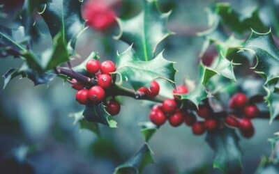 Profitez du crédit d&rsquo;impôt : Offrez-vous un jardin impeccable pour les fêtes