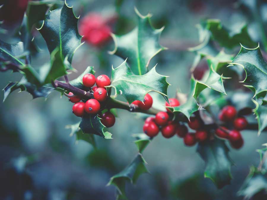 Profitez du crédit d&rsquo;impôt : Offrez-vous un jardin impeccable pour les fêtes